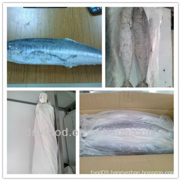 new frozen spanish mackerel